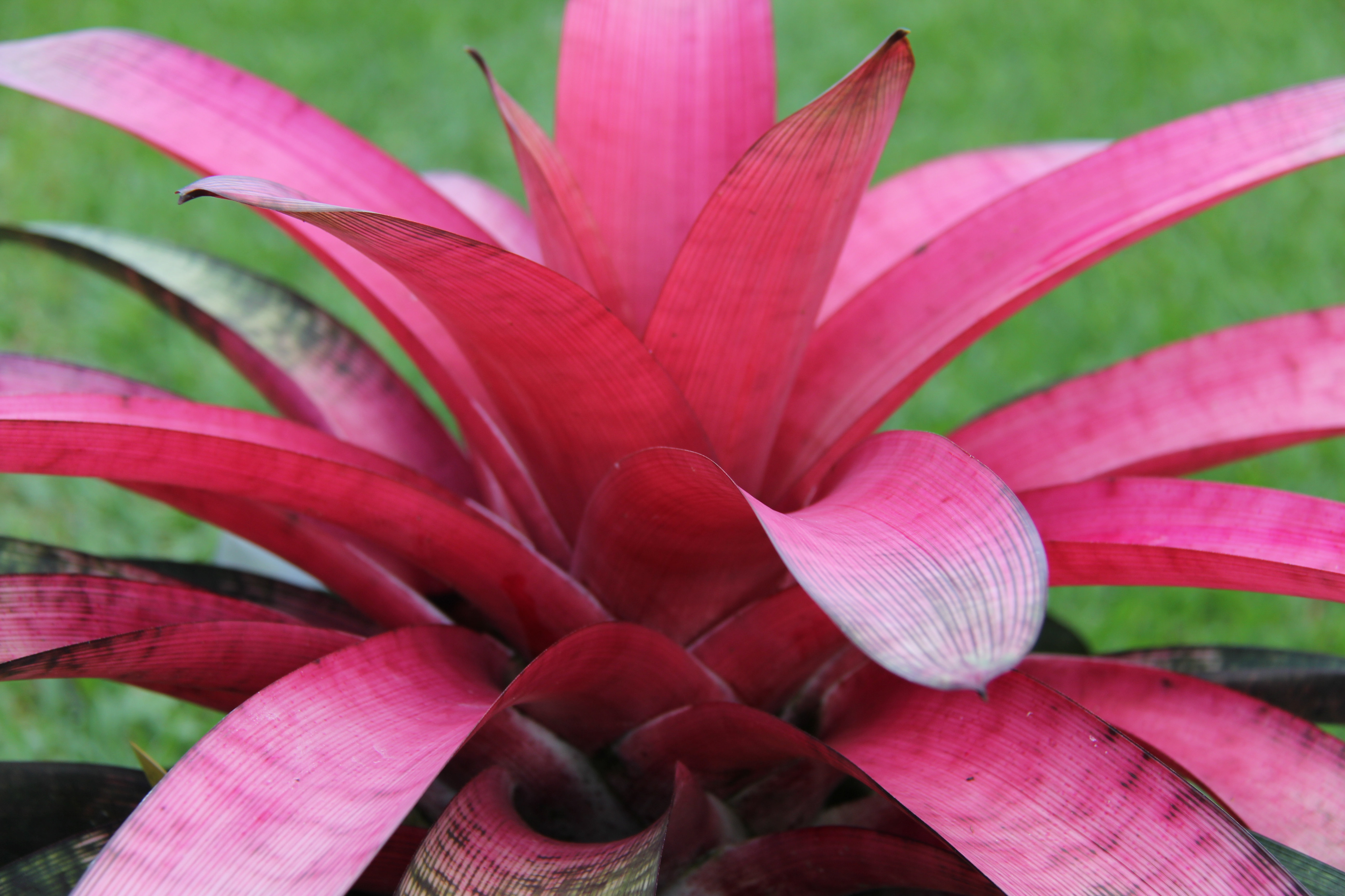 ブロメリア・エアープランツ Vriesea Hawaiian surf Vriesea 'Hawaiian Hot Stuff' | Fantastic Gardens Hawaii